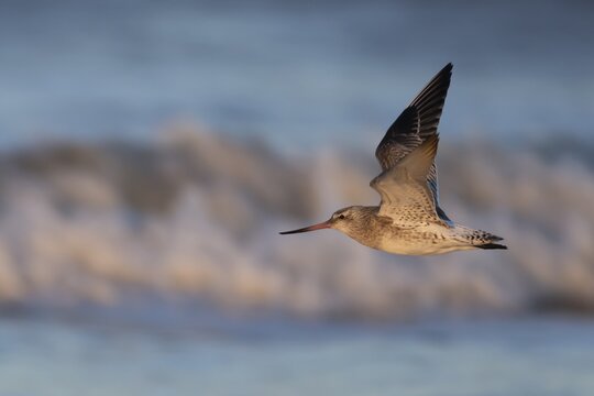 Bar tailed godwit (Limosa lapponica) adult bird in winter plumage flying over a coastline, Norfolk, England, United Kingdom