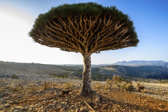 Socotra Dragon Tree or Dragon Blood Tree (Dracaena cinnabari), Dixsam plateau, Socotra, Yemen