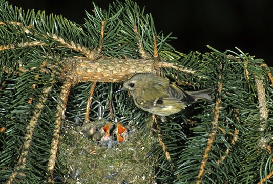 Goldcrest (Regulus regulus) at its nest on a spruce branch
