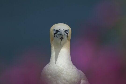 Northern gannet (Morus bassanus) adult bird amongst flowering Red campion plants on a clifftop, Yorkshire, England, United Kingdom