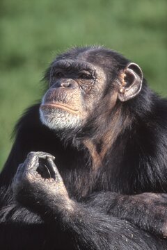 Chimp chimpanzee Pan troglodytes
