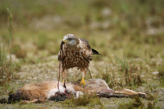 Red Kite (Milvus milvus) feeding on hare, Allgaeu, Bavaria, Germany, Europe
