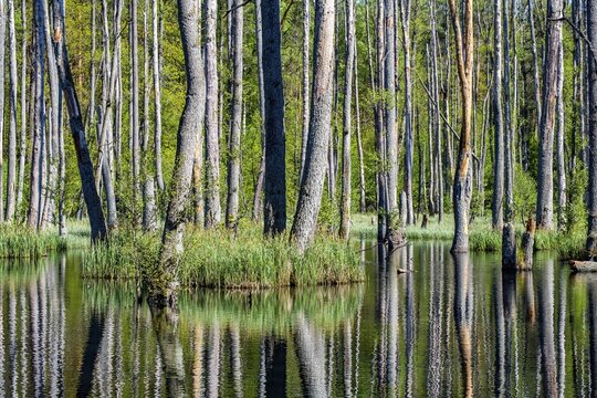 Alder swamp forest in the Briesetal nature reserve, Oberhavel, Brandenburg, Germany