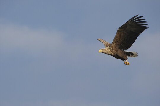 White-tailed Eagle or Sea Eagle (Haliaeetus albicilla) flying