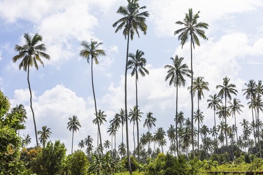 Coconut palms (Cocos nucifera), Kichwele Forest, Zanzibar, Tanzania