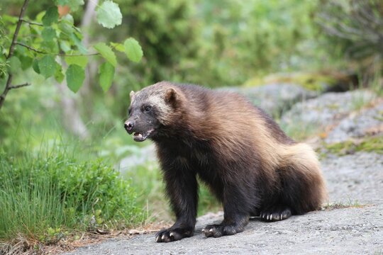 Wolverine or Glutton (Gulo gulo), Sweden, Europe