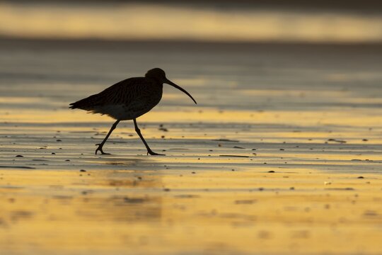 Eurasian curlew (Numenius arquata) silhouette of an adult bird walking on a beach at sunset, Norfolk, England, United Kingdom