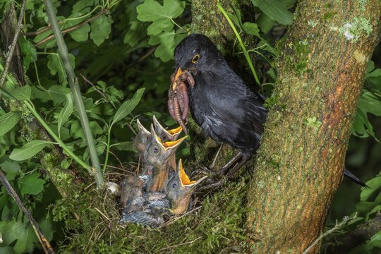 Blackbird (Turdus merula) male brings food for young birds in nest, Baden-W&uuml;rttemberg, Germany