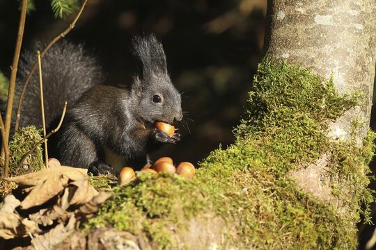 Squirrel (Sciurus) black hoarding hazelnuts, Allg&auml;u, Bavaria, Germany