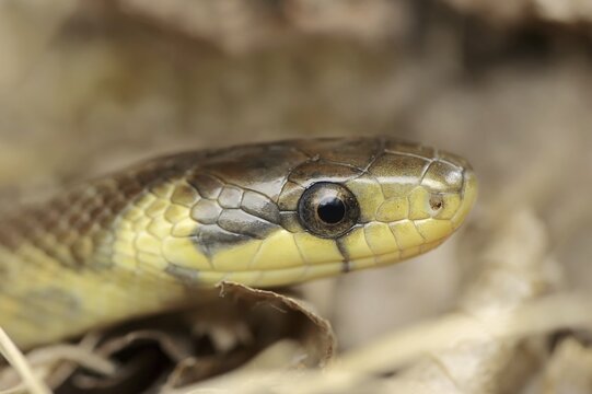 Aesculapian snake (Zamenis longissimus, Elaphe longissima), portrait, Baden-W&uuml;rttemberg, Germany