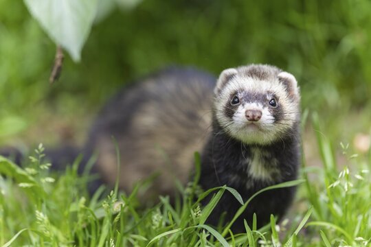 A weasel sits in the green grass and looks directly into the camera, polecat, ferret (Mustela putorius furo)