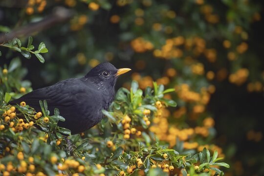 European blackbird (Turdus merula) adult male bird in a garden pyracantha bush with orange berries, Suffolk, England, United Kingdom