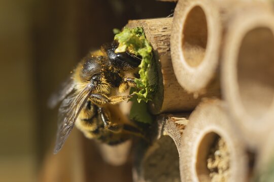 Leafcutter bee (Megachile willughbiella) adult filling a hole in a garden bee hotel with leaves, England, United Kingdom