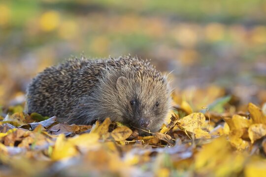 European hedgehog (Erinaceus europaeus) adult animal walking across fallen autumn leaves on a garden grass lawn, England, United Kingdom