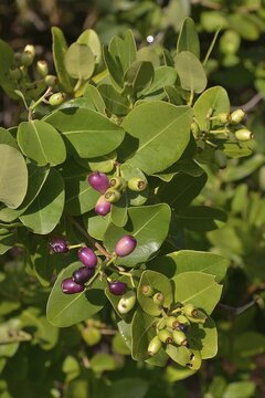 Waterberries (Syzygium cordatum), Kasanka National Park, Zambia