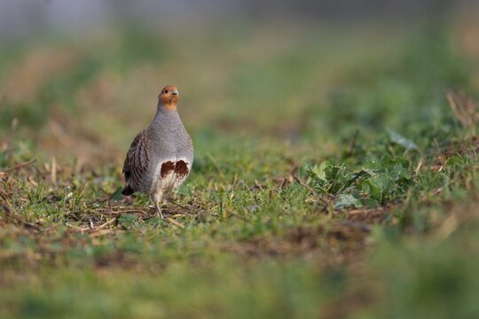 Gray partridge (Perdix perdix) in a rape field, Rhineland-Palatinate, Germany