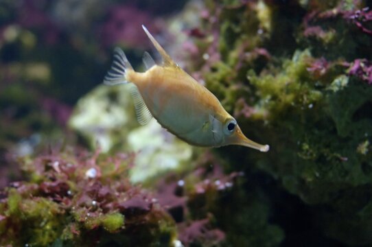 Trumpet fish Macrohamphosus scolopax Mediterranean Atlantic, aquarium Berlin, Germany