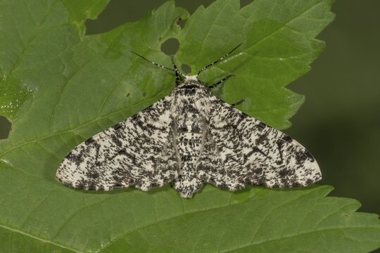 Peppered moth (Biston betularia) female on a leaf, Baden-W&uuml;rttemberg, Germany