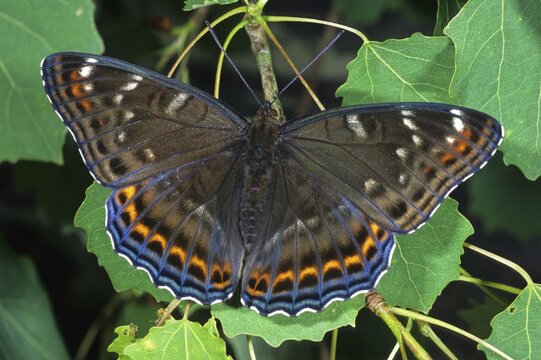 Poplar Admiral (Limenitis populi)