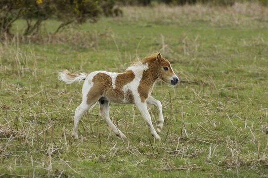 Shetland Pony south west England