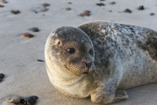 Seal on the beach, North Sea, Midtjylland, Jutland, Denmark