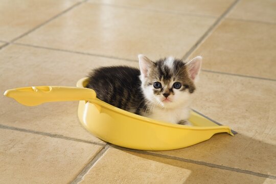 Young cat (Felis silvestris catus) sitting in dustpan, 4 weeksGermany