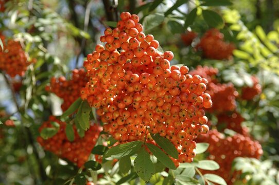 Ripe fruits of Sorbus aucuparia, Rowan, Mountain Ash