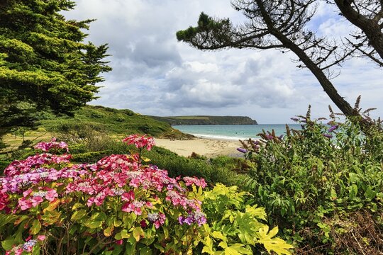 View over flowering hydrangea to the sea, Carne Beach, coastline, Roseland Peninsula, Gerrans Bay, Cornwall, England, United Kingdom
