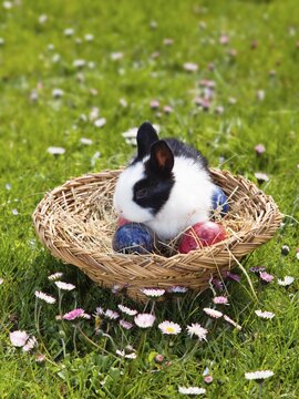 Young Rabbit (Oryctolagus cuniculus forma domestica) in an Easter basket on a flowery meadow