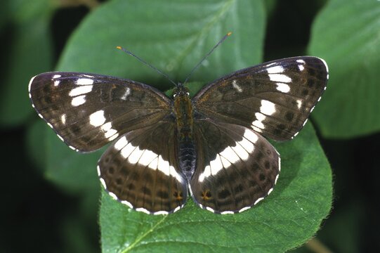 White Admiral (Limenitis camilla)