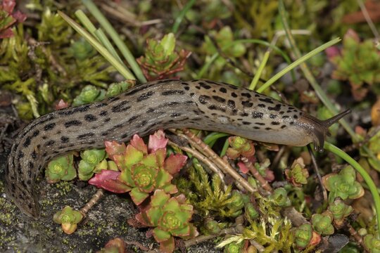 Great grey slug (Limax maximus), Baden-W&uuml;rttemberg, Germany