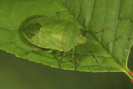 A Nezara viridula (Nezara viridula) sits well camouflaged on a green leaf in nature, Baden-W&uuml;rttemberg, Germany