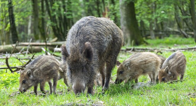Wild boar (Sus scrofa), brook with shoats, captive, Germany