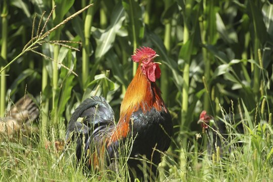Domestic Chicken (Gallus gallus domesticus) organic, free-range, crowing in front of a maize field, Lower Austria, Austria