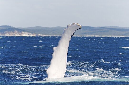 Flipper, pectoral fin of a Humpback Whale (Megaptera novaeangliae) in Hervey Bay in front of Fraser Island, Queensland, Australia