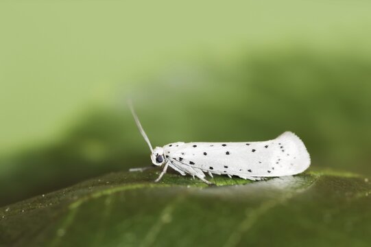 Orchard ermine (Yponomeuta padella), North Rhine-Westphalia, Germany