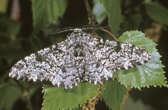 Peppered moth (Biston betularia), male