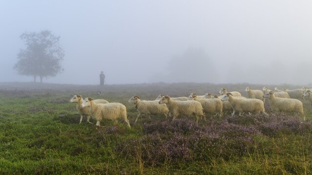 Shepherd with a flock of sheep in the heath at the Th&uuml;lsfeld dam at sunrise in the fog, pine, tree, district of Cloppenburg, Lower Saxony, Germany