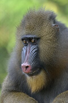 Mandrill (Mandrillus sphinx), female, animal portrait, captive, South-West Region, Cameroon