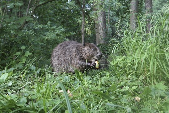 European beaver (Castor fiber) eating apple on the bank of a pond, Allg&auml;u, Bavaria, Germany