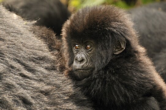 Baby Mountain Gorilla (Gorilla beringei beringei) from the Hirwa group at the foot of the Gahinga Volcano, Parc National des Volcans, Volcanoes National Park, Rwanda, Africa