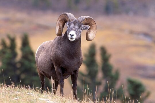 Bighorn sheep (Ovis canadensis), Sunwapta Pass, Jasper National Park, Alberta, Canada