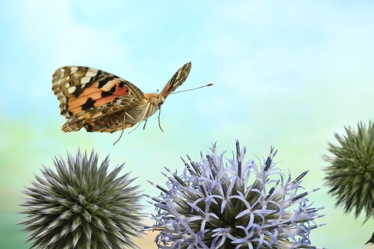 Painted lady (Vanessa cardui) in flight on the flowers of globe thistle (Echinops), Germany