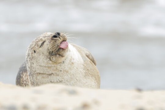 Grey seal (Halichoerus grypus) adult animal sleeping on a beach with its tongue sticking out, Norfolk, England, United Kingdom