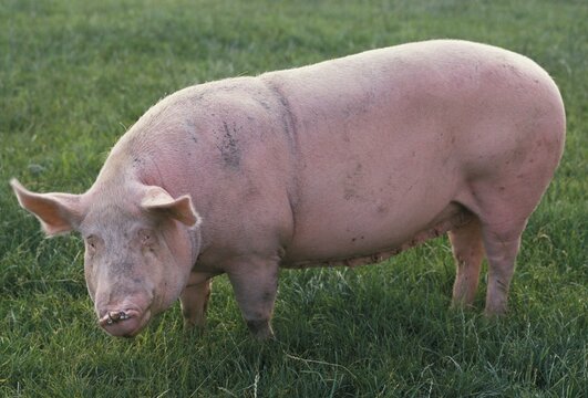 Pig on meadow Sus scrofa domesticus North Rhine-Westphalia Germany