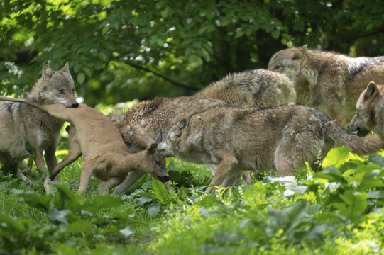 Gray wolf (Canis lupus), wolf pack with prey deer, captive, Germany