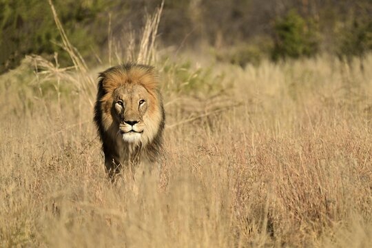 Male lion (Panthera leo) pacing through the tall grass in the savannah, Okonjima Game Farm, Namibia