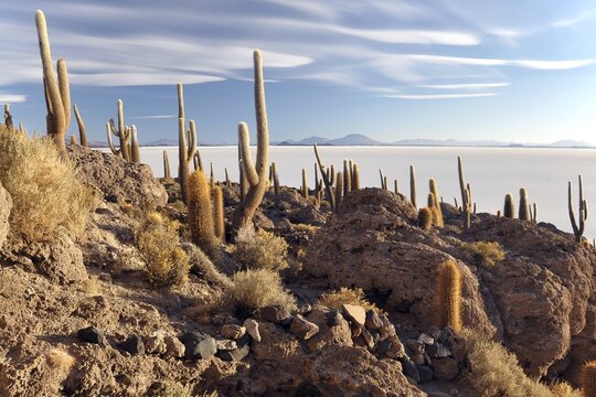 Cactuses on an island in the Salar de Uyuni salt flat, Uyuni, Bolivia
