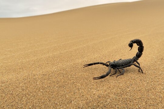 Black scorpion (Parabuthus villosus) running on sand, Namib Desert in Swakopmund, Namibia