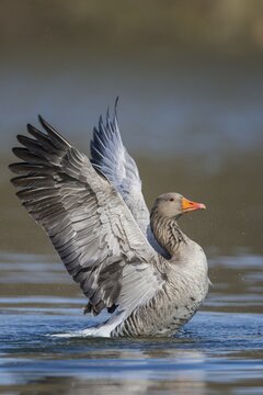 Greylag goose ( anser anser) beats with the wings, plumage care, swimming on a lake, Hannover, Lower Saxony, Germany